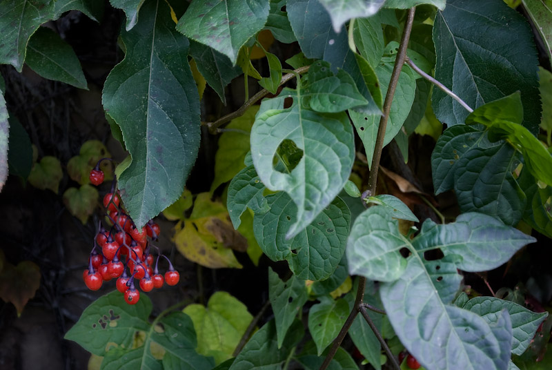 Jucy fruit